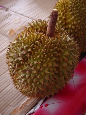 Durian Frucht